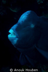 Humphead parrotfish. Picture taken in North-east Bali. by Anouk Houben 